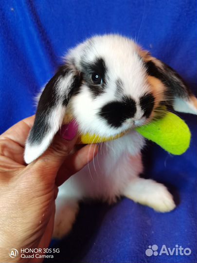 Карликовый вислоухий кролик (баран)