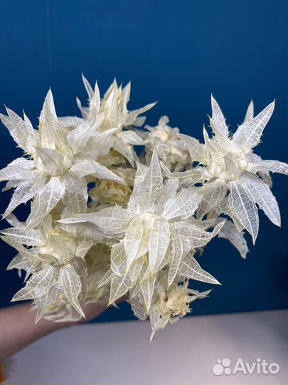 Сафлор стабилизированный