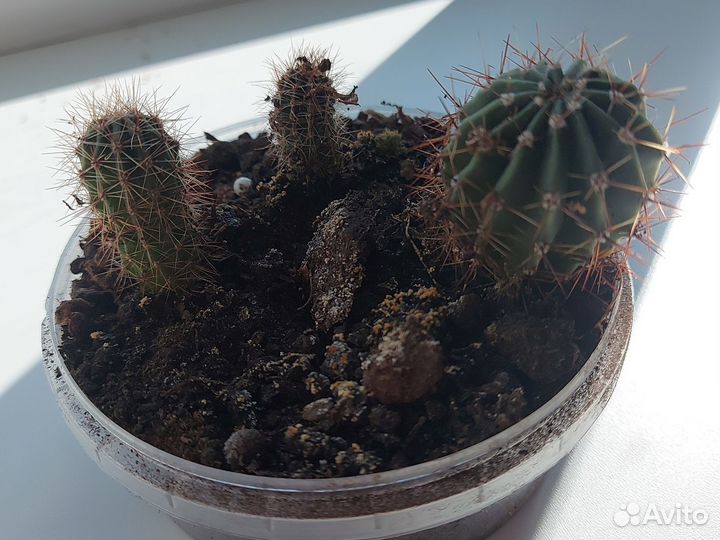 Кактус цветущий