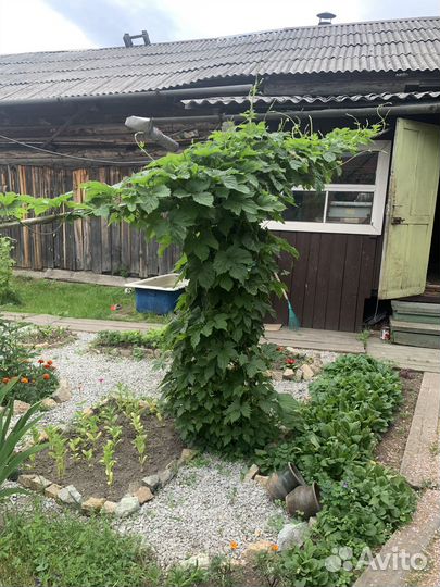 Цветы многолетники