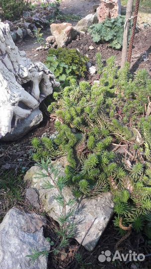 Растения, цветы для сада