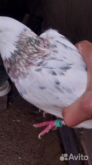 Продам голоби мраморные жёлтая