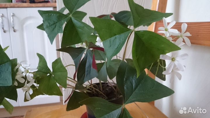 Цветущая кислица, оксалис, бабочка