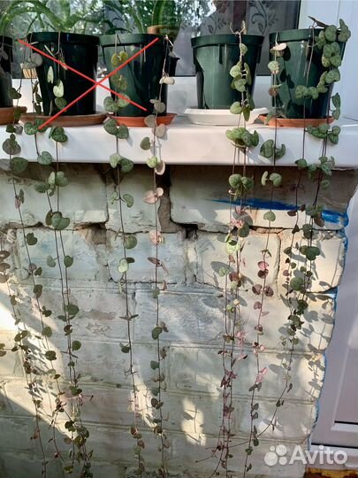 Церопегия вуда