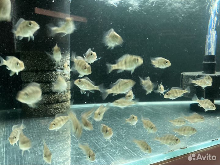 Геофагус красноголовый (Geophagus sp. Tapajos)