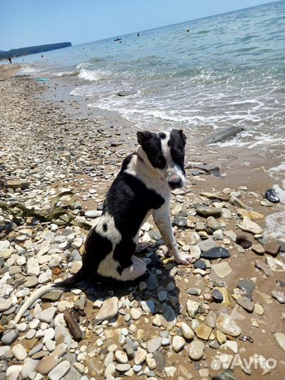 Красотка Мишель