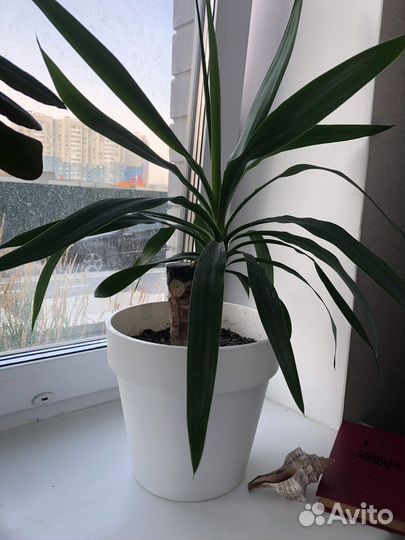 Юкка, фикус, шефлера, молочай