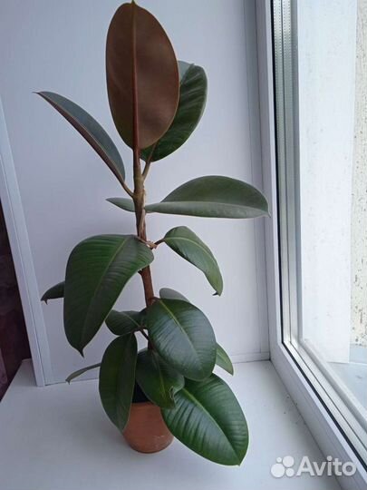 Фикус каучуконосный