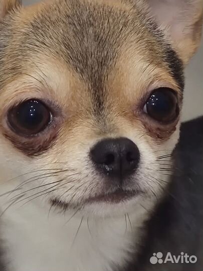 Вязка чихуахуа