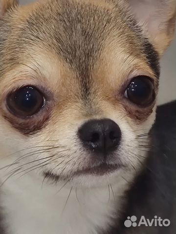 Вязка чихуахуа