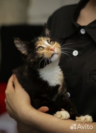 Котенок Эля 4,5 мес