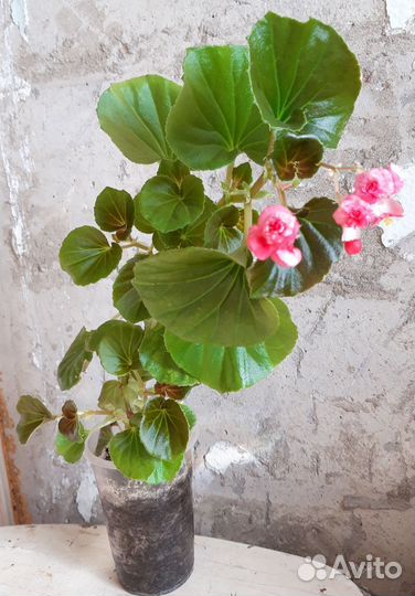 Комнатные цветы