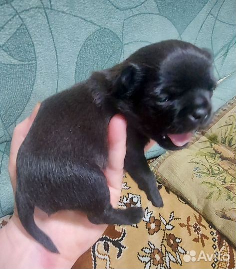 Маленькая собака чихуахуа