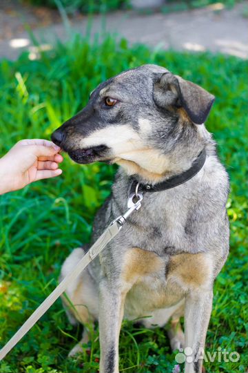 Элли ищет дом