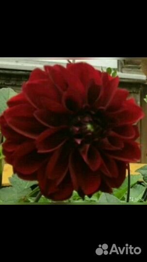 Клубни георгинов