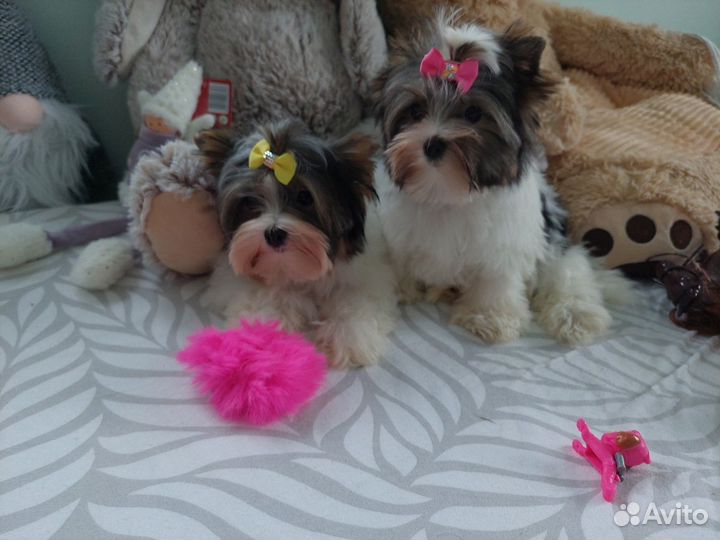 Бивер щенки