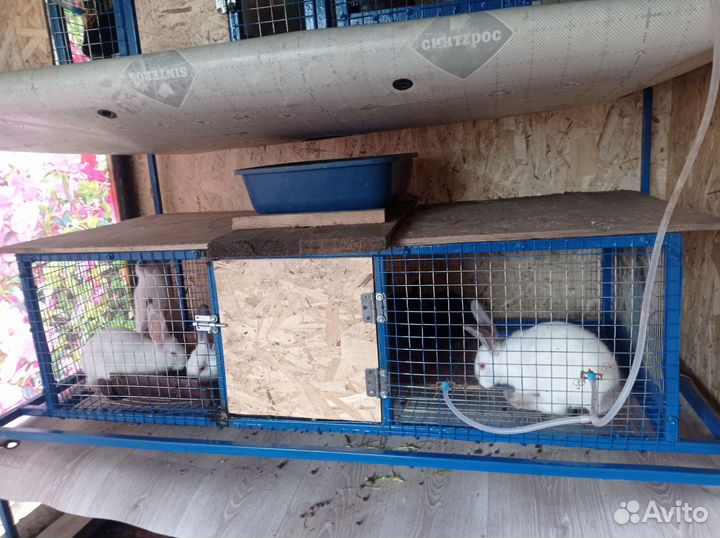 Кролики Калифорния