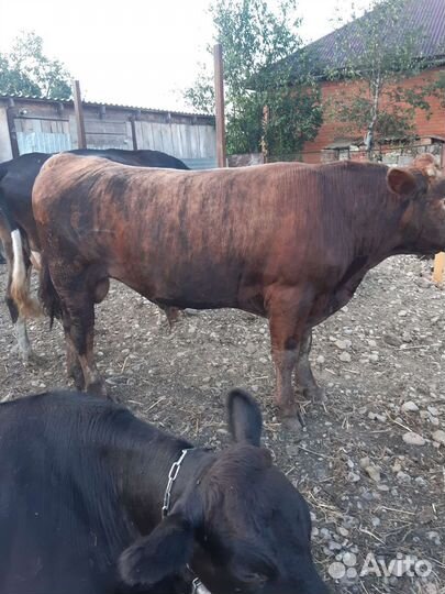 Быки на мясо