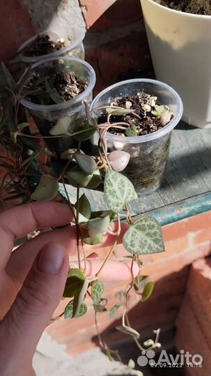 Церопегия вуда