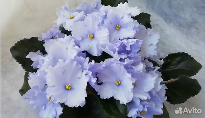 Фиалка ек Океан