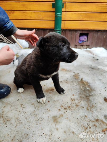 Щенок в добрые руки бесплатно