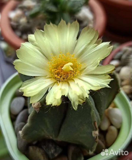 Кактусы гимнокалициум астрофитум лобивия