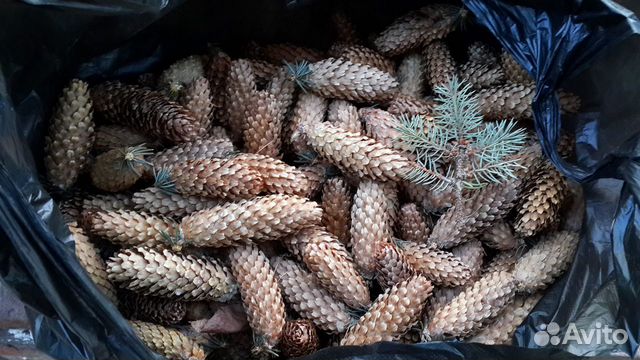 Шишки голубой ели