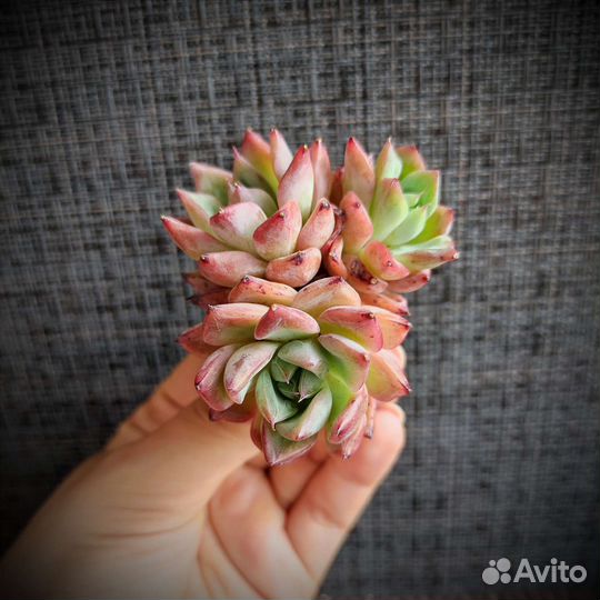 Суккуленты из Азии 3