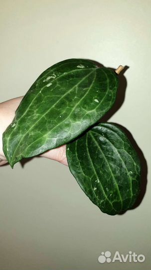 Хойи hoyas для вас