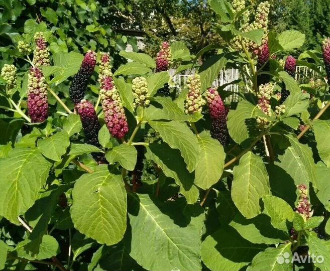 Лаконос (фитолякка)