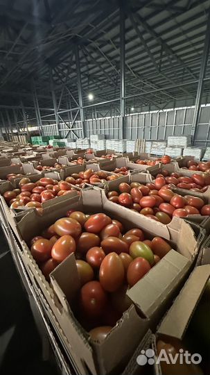 Помидоры, огурцы разные сорта оптом