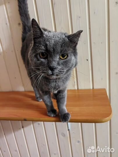 Спасите кота-британца. Ему очень нужен дом