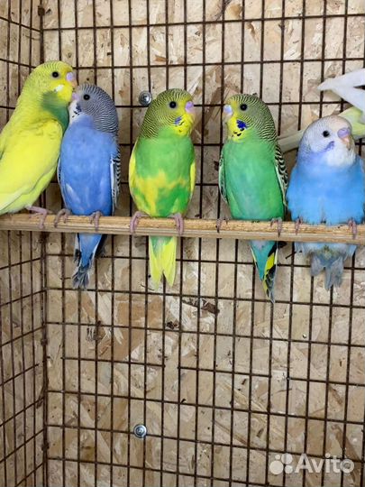 Волнистый попугай