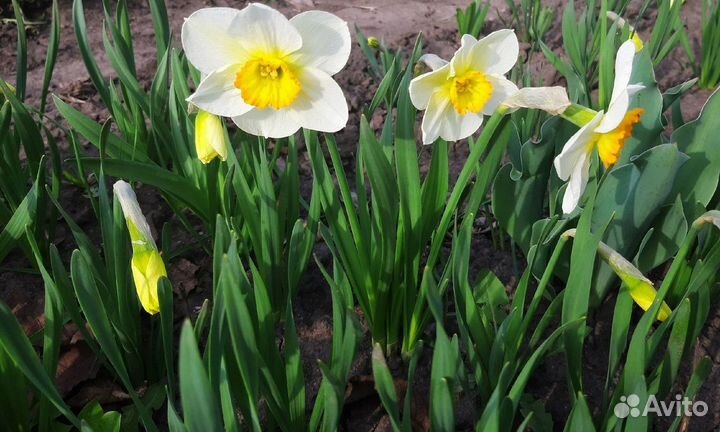 Луковицы нарциссов