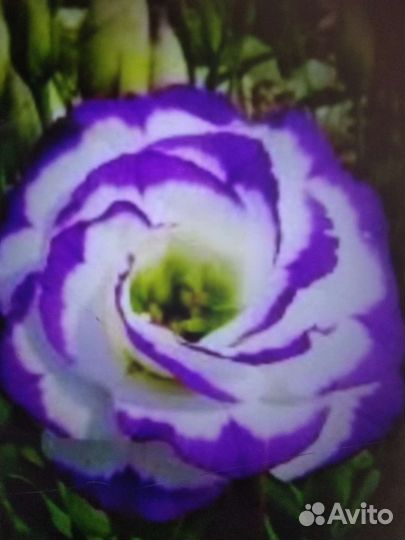 Золотой шар,сентябринки