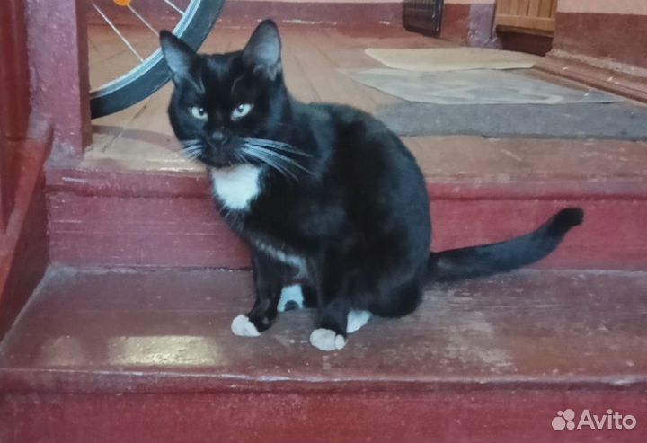 Котик ищет дом или передержку.Умерла хозяйка