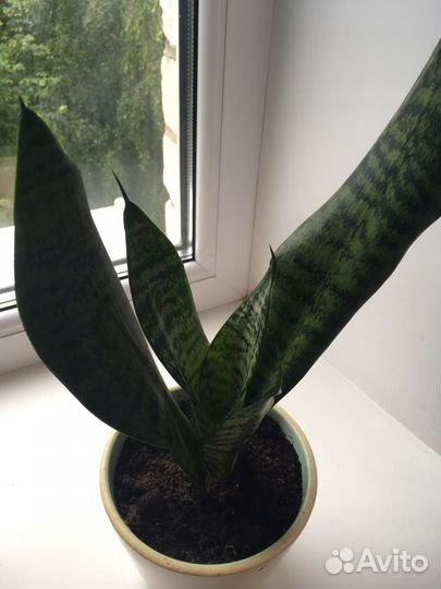 Комнатные цветы