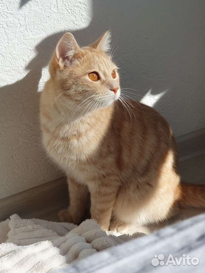 Особенный кот