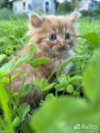 Котята в добрые руки даром