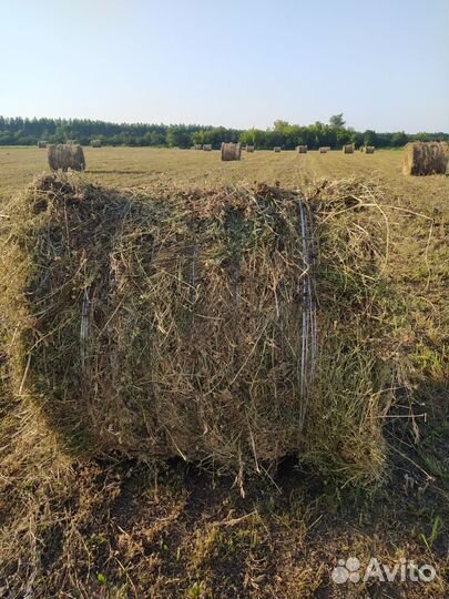 Сено в рулонах