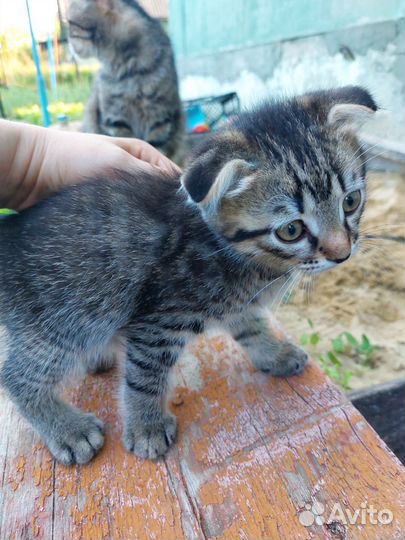 Котенок вислоухий