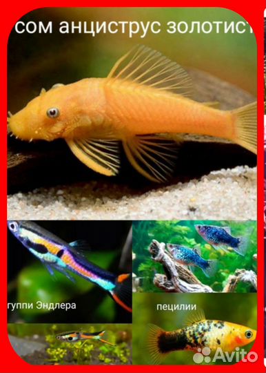 Аквариумные рыбки :гуппи Эндлера, Пецилии,креветки