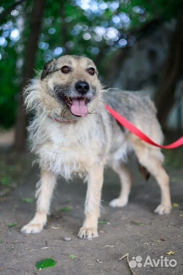 Небольшой молодой парень Верный