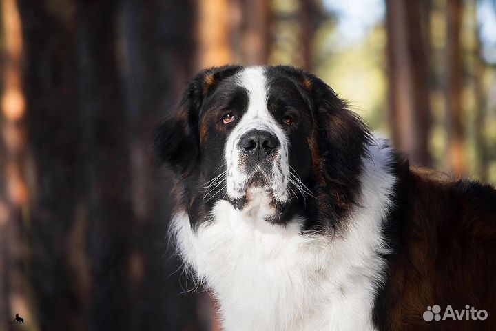 Щенки Московской сторожевой