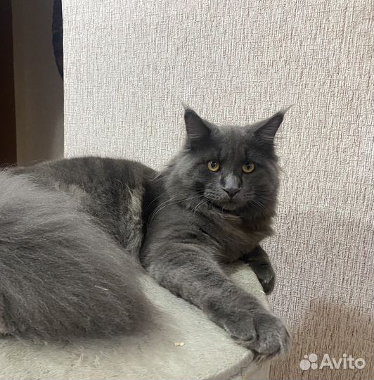 Коты на вязку