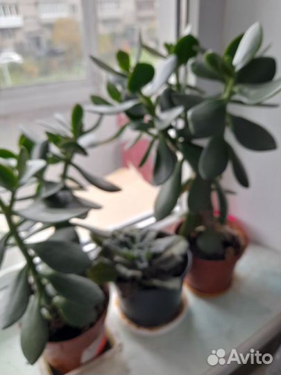 Комнатные цветы