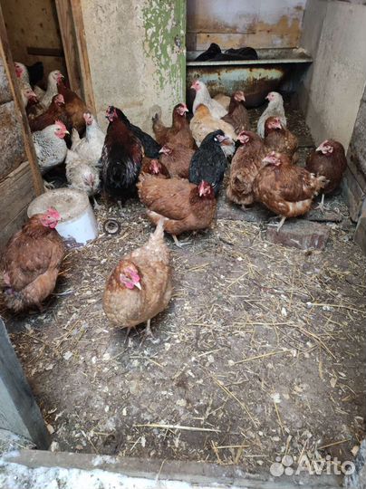 Птица разных видов и пород