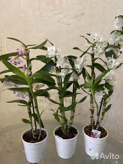 Дендробиум Нобиле