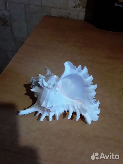 Ракушка Мурекс ветвистый