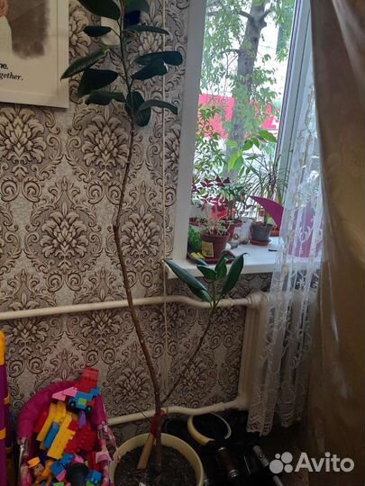 Комнатные растения